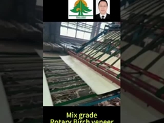Полный размер ротационной березовой фанеры толщина 0,5 мм размер 2600 * 1300 мм для смеси