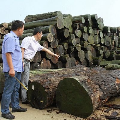 Американский естественный квартал облицовки древесины дуба толщина 0.5-0.55mm ранга AAA отрезал/прямое зерна для стороны Китая шкафа