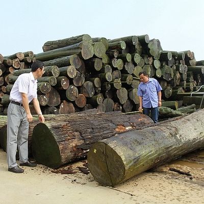 ранг AAA прямого зерна облицовки древесины Африки естественная Makore музыкальных инструментов 0.5mm