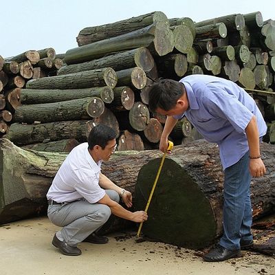 Естественный квартал облицовки древесины Koto отрезал емкость поставки особенного прямого зерна жемчуга хорошую для красить процесс
